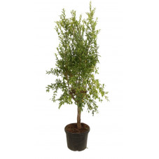 grenadier commun - punica granatum demi tige pot de 45 litres 175 cm