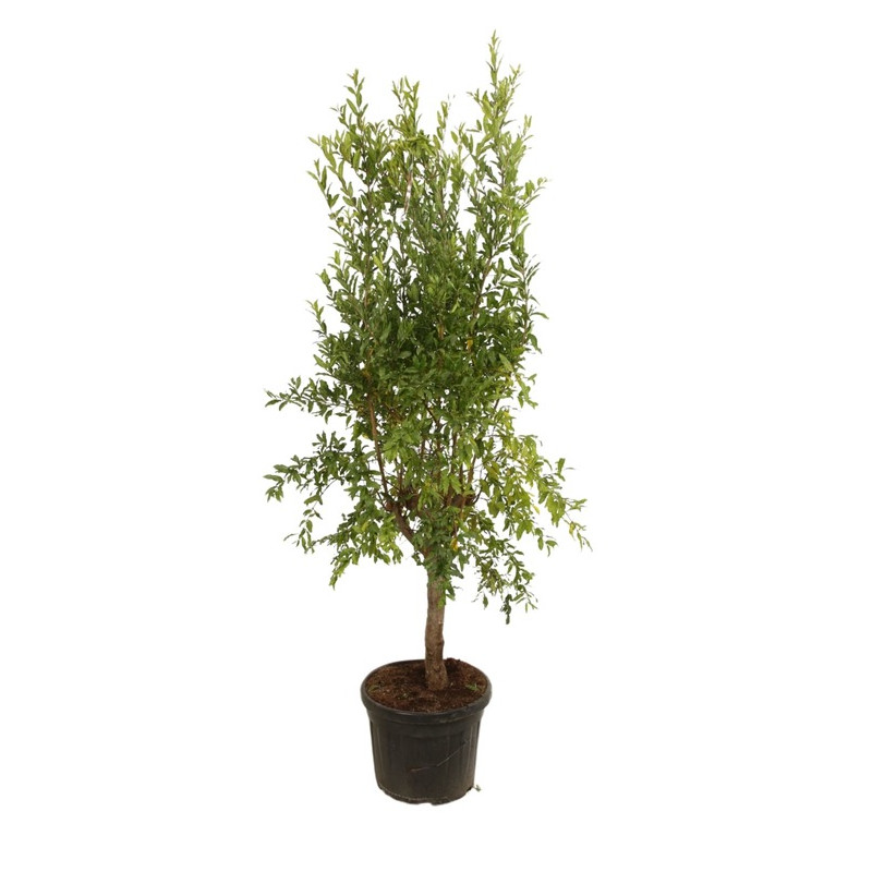 grenadier commun - punica granatum demi tige pot de 45 litres 175 cm