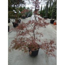 acer palmatum "stella rosea" gros sujet