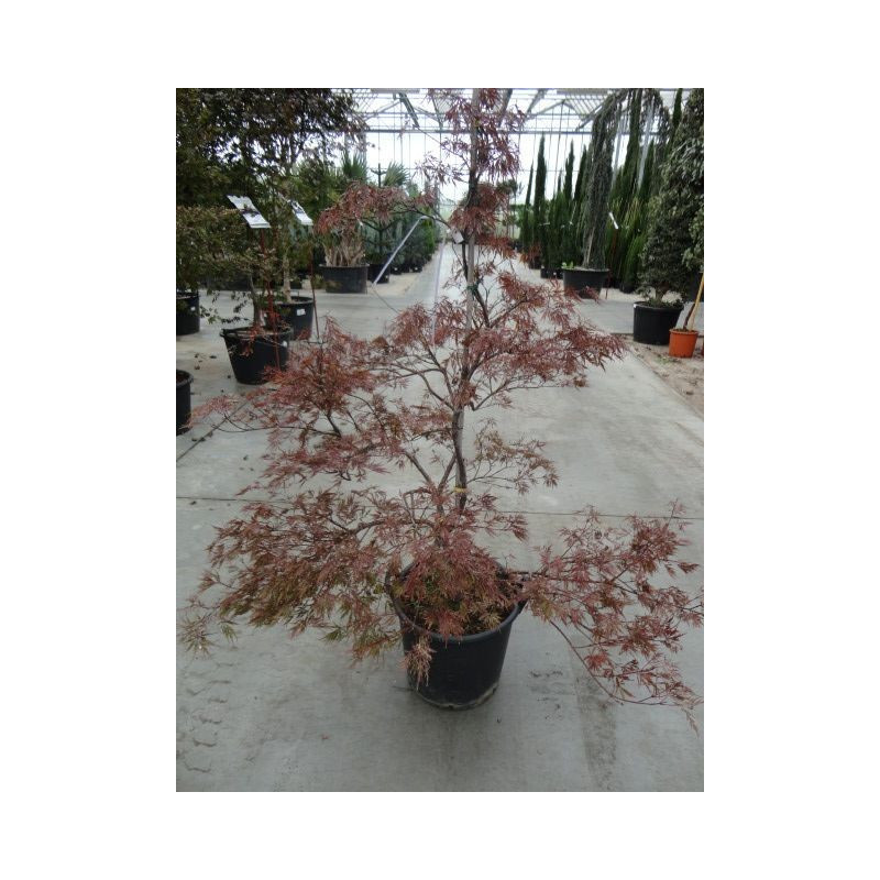 acer palmatum "stella rosea" gros sujet