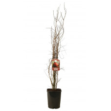 grenadier wonderful - punica granatum en buisson 170 cm pot de 15 litres