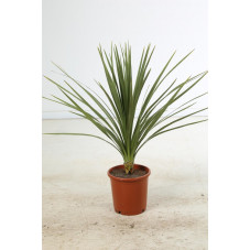 cordyline indivisa 100 cm pot de 9 litres