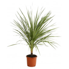 cordyline indivisa 125 cm/+ pot de 15 litres