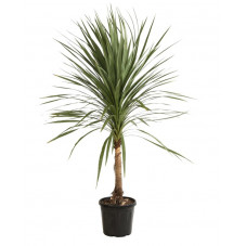 cordyline indivisa 150/+ cm en pot de 45 litres