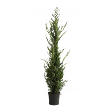 cyprès de leyland en 250/275 cm pot de 25 litres