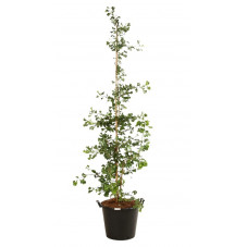 ginkgo biloba select compact - arbres aux 40 écus 175/200 cm pot de 50 litres