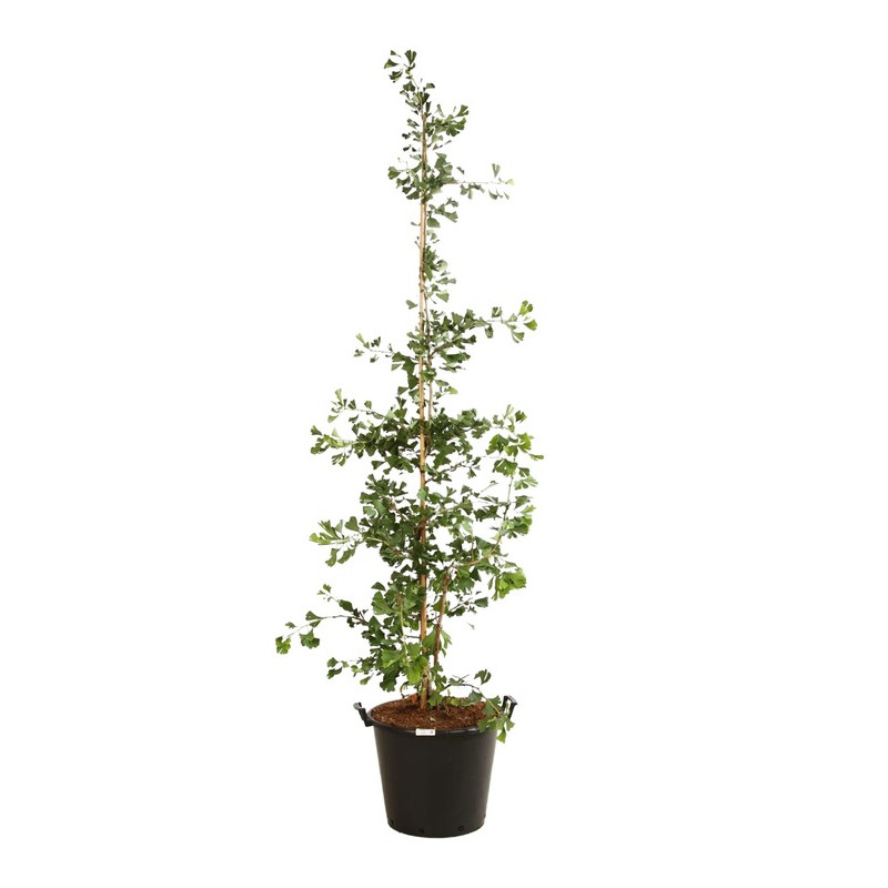 ginkgo biloba select compact - arbres aux 40 écus 175/200 cm pot de 50 litres