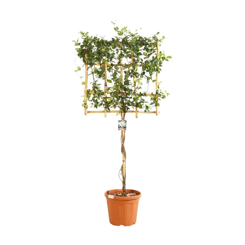jasmin étoilé - trachelospermum demi tige - espalier 70x70 cm - hauteur totale 150/175 cm