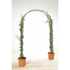 jasmin étoilé sur support arc hauteur 175/200 cm, largeur 130 cm pot de 35 litres