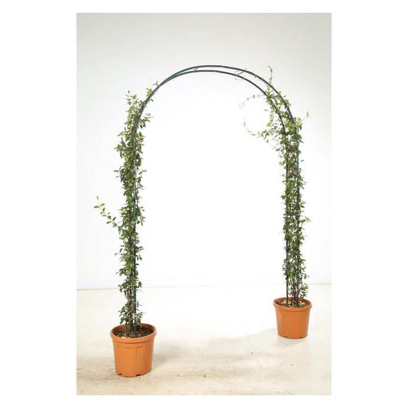 jasmin étoilé sur support arc hauteur 175/200 cm, largeur 130 cm pot de 35 litres