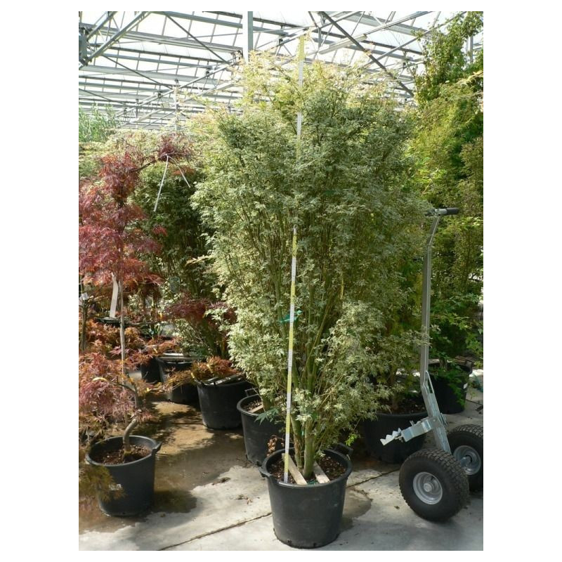 Acer palmatum "butterfly" Acer palmatum "butterfly"