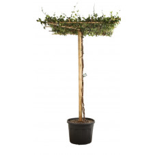 jasmin étoilé forme parasol 100 cm x 100 cm hauteur 175/185 cm pot de 110 litres