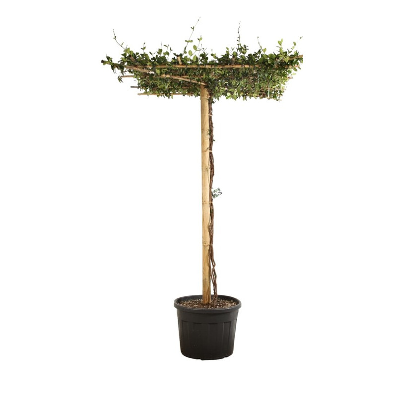 jasmin étoilé forme parasol 100 cm x 100 cm hauteur 175/185 cm pot de 110 litres