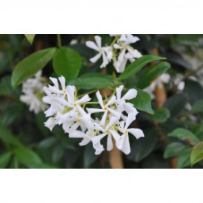 fleurs du jasmin étoilé en été