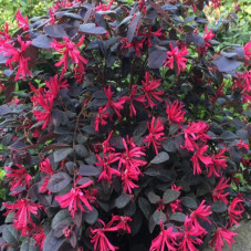 fleurs du loropetalum black pearl en mars avril