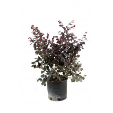 loropetalum black pearl en pot de 3 litres 30/40 cm