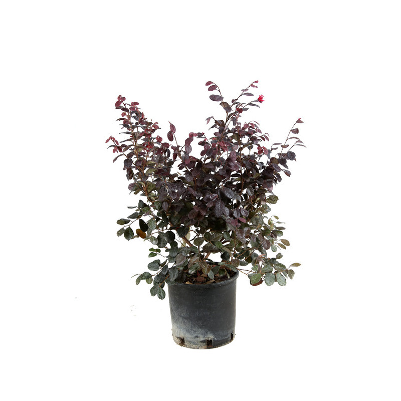 loropetalum black pearl en pot de 3 litres 30/40 cm