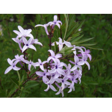 fleurs du lilas de Perse au printemps en avril mai