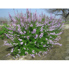 lilas de Perse lacinié en fleurs au printemps