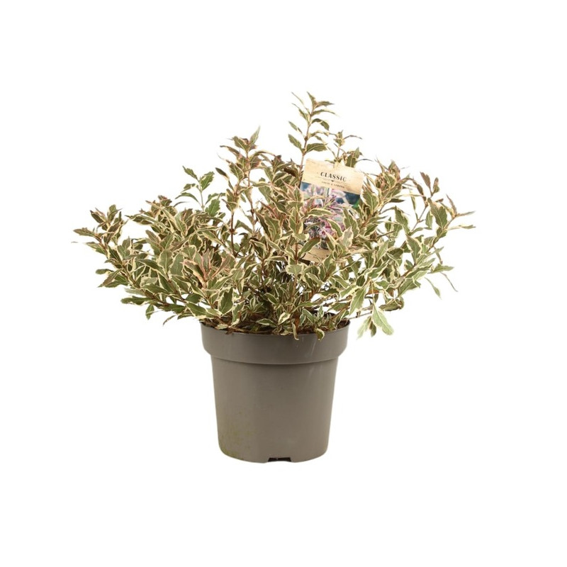 wegelia Monet 40/60 cm pot de 12 litres