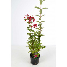 wegelia bristol ruby en pot de 3 litres 60/80 cm