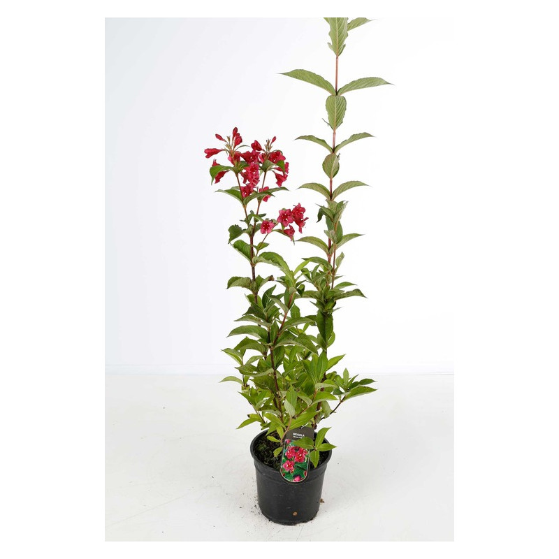 wegelia bristol ruby en pot de 3 litres 60/80 cm