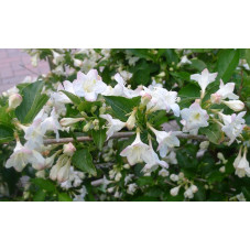 fleurs blanches du weigelia snowflake de mai à juillet