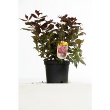 weigelia minor black en pot de 3 litres 40/50 cm