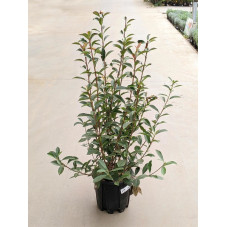 photinia robusta compacta 100 cm pot de 9 litres