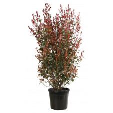 photinia robusta compacta 125/150 cm pot de 30 litres