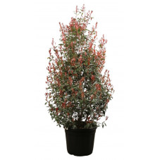 photinia robusta compacta 150/175 cm en pot de 35 litres