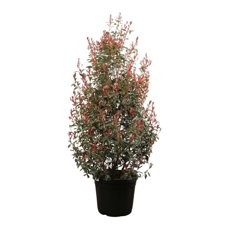 photinia robusta compacta 150/175 cm en pot de 35 litres