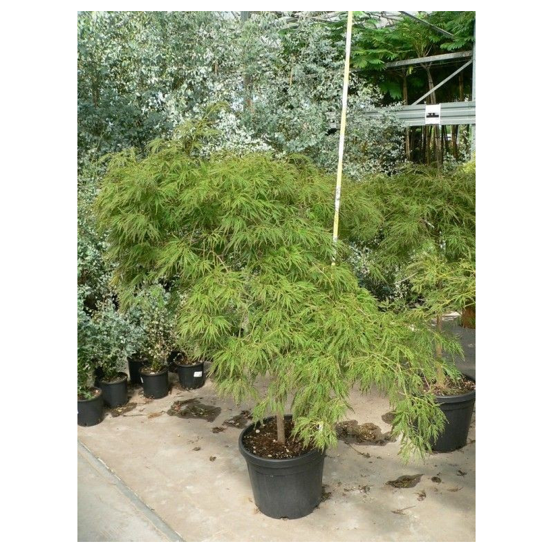 Acer palmatum " dissectum veridis" Acer palmatum " dissectum veridis"