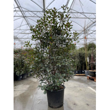 photinia robusta compacta gros sujet 175/200 cm en pot de 50 litres