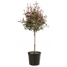 photinia robusta compacta en 1/4 tige 125/150 cm pot de 10 litres