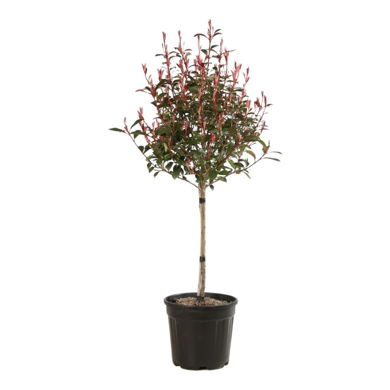 photinia robusta compacta en 1/4 tige 125/150 cm pot de 10 litres