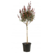 photinia robusta compacta demi tige 150/175 cm pot de 30 litres - feuillage de printemps