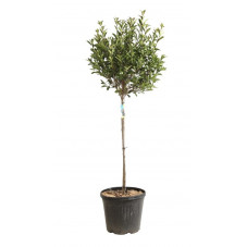 photinia robusta compacta demi tige 150/175 cm pot de 30 litres - feuillage d'été