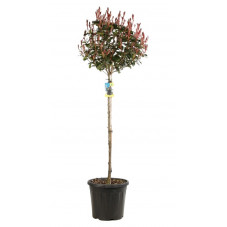 photinia robusta compacta tige 200/220 cm pot de 35 litres