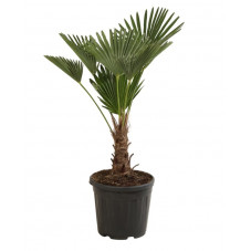 trachycarpus wagnerianus - Palmier 110 cm tronc 20/30 cm pot de 20 litres