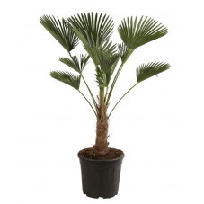 trachycarpus wagnerianus - Palmier 130 cm tronc 40 cm pot de 25 litres