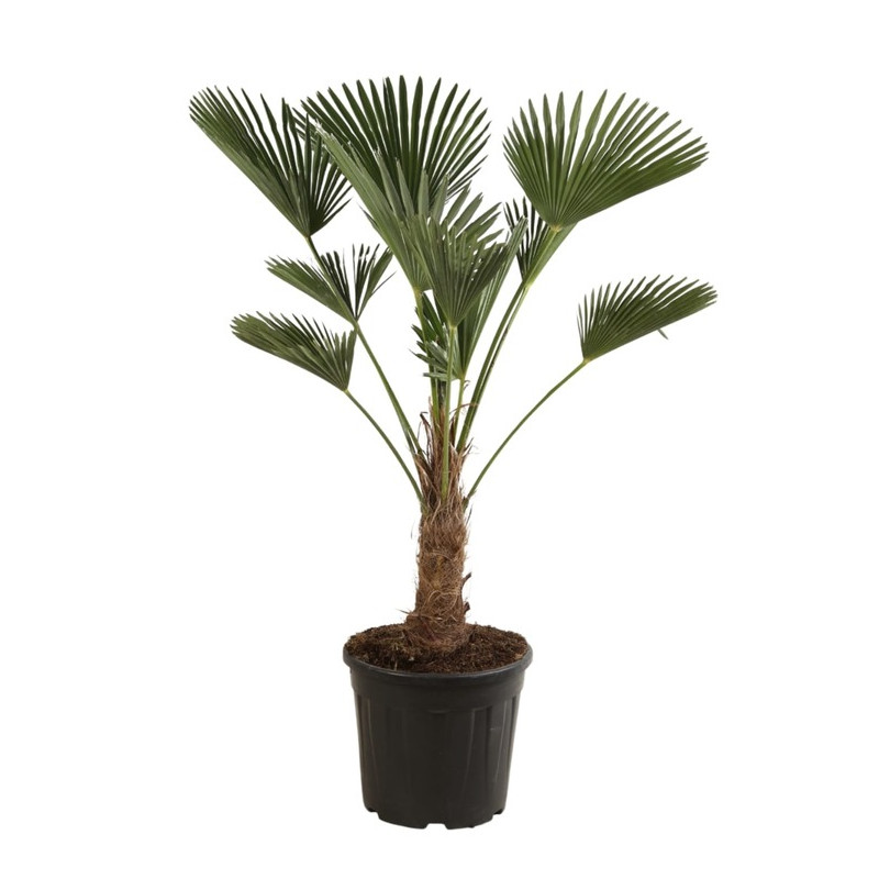 trachycarpus wagnerianus - Palmier 130 cm tronc 40 cm pot de 25 litres