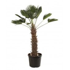 trachycarpus wagnerianus - Palmier 175 cm tronc 80 cm pot de 70 litres