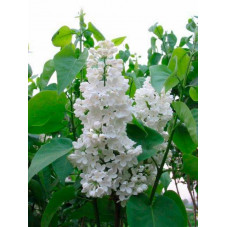 fleurs blanches en mai juin du lilas commun Mme Florent Stipman