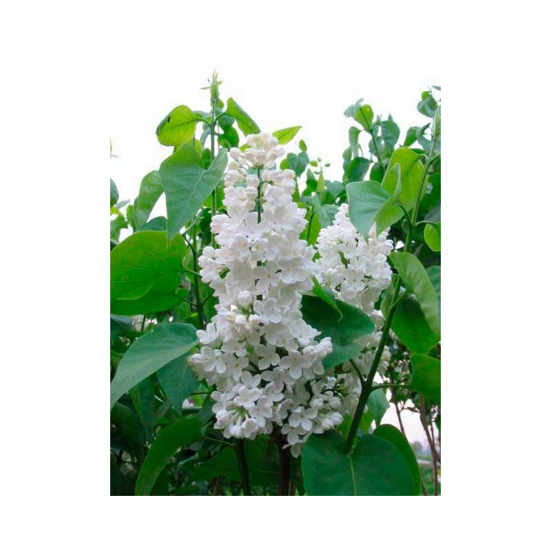 fleurs blanches en mai juin du lilas commun Mme Florent Stipman fleurs blanches en mai juin du lilas commun Mme Florent Stipman