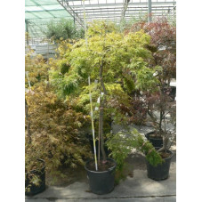 Acer palmatum " dissectum veridis" gros sujet