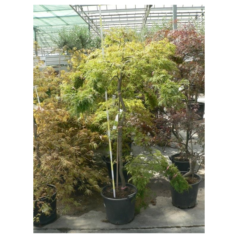 Acer palmatum " dissectum veridis" gros sujet