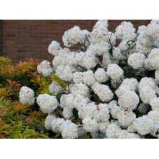 floraison blanche du viorne eskimo en mai juin