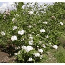 buisson de viburnum carlesi - viorne de Carles