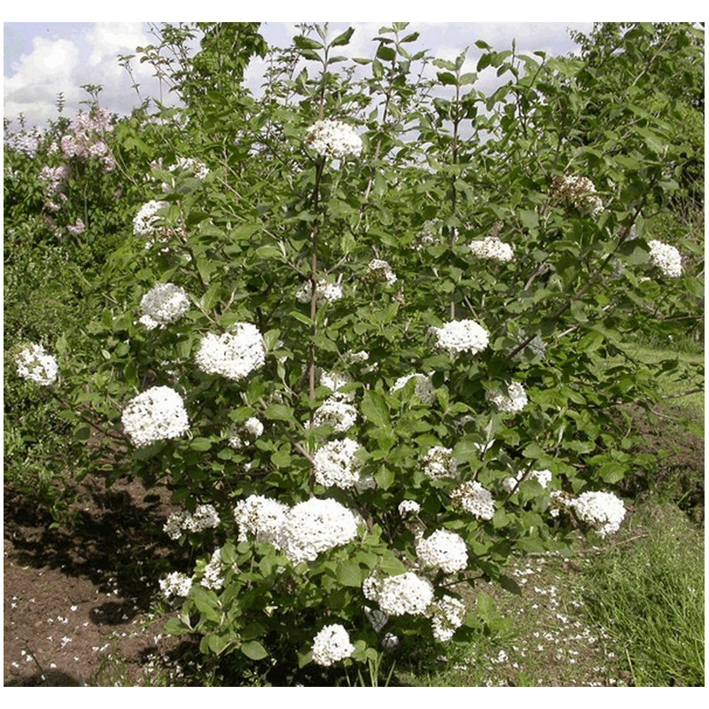 buisson de viburnum carlesi - viorne de Carles buisson de viburnum carlesi - viorne de Carles